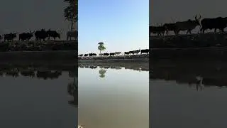 Small things with sweet sounds #mood #reflection