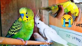 Oh no🥹bugy parrot🦜is no more🤤|#villagelife #daily #vlog #birds #pets #lovebird#petsvlog#dailyroutine
