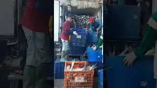 From Ship to Freezer Truck: The Journey of Fresh Catch to Market #export #satisfying #fishmarket