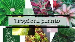 Tropical Plants in our garden [ @Divine  Flower]