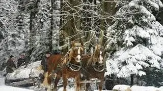 Der alte Holzknecht