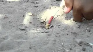 Blowing up a ant hole with a fire cracker