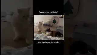 🐱🐱Behold of the cat's magical sorcery  #cats #cat #catanzaro #cateyes #catfood #catalonia