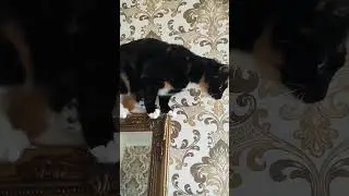 The recipe of bad luck😂 #pets #cat #cats #adorable #animal #cute #kitten #pet