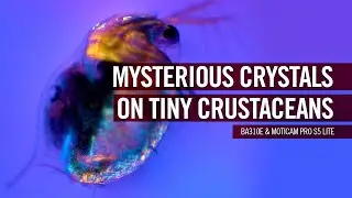 Mysterious crystal growth on tiny crustaceans | by Motic Europe