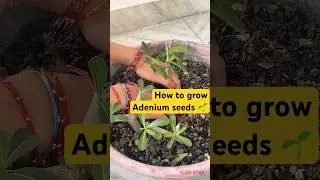 How to grow Adenium seeds 🌱 🌱 #shorts #adenium #adeniumseeds #seeds #ytshorts #viral #plants