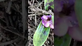 Amor de dama (Orchis morio)