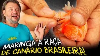 MARINGÁ: A NOVA RAÇA DE CANÁRIOS BRASILEIRA QUE VAI CONQUISTAR O MUNDO!
