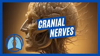 Cranial Nerves & Assessment