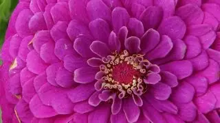 Hobi Bahçecilik - Zambak (Liliaceae) ve Yıldız (Asteraceae) Çiçeği Yetiştiriciliği