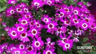 SENETTI Version Espa&ntilde;ol de Suntory Collection