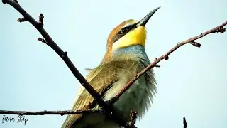 European bee-eater Щурка золотистая Merops apiaster летний день