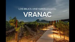 LMV Grapes: Vranac