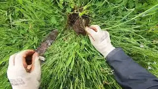 Harvesting wild onions while metal detecting!!