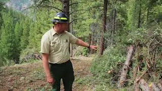 Little Res 2 Timber Stand Project
