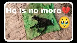 Baby Goat Ki Tbyt Kharab Hogayi 🥹 He Is No more 💔