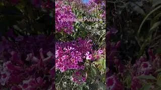 Trepadeira cip&oacute; da mata, em breve sementes no cat&aacute;logo.