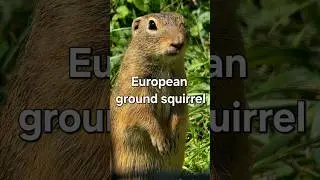 European ground squirrel 🐿️ | #shorts #shortvideo #animals