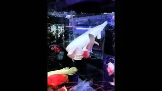Platinum  Alligator Gar | Rare White Monster Fish Swims With Tropical Beauties