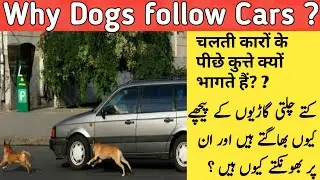 Why Dogs follow and bark on moving cars #Shorts