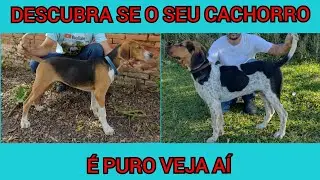 Como faço para saber se o meu cachorro foxhound é puro ou não