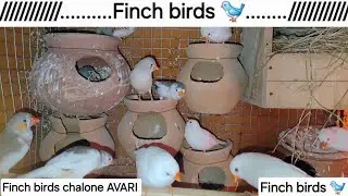 Finch birds ki chalone   11-01-2026