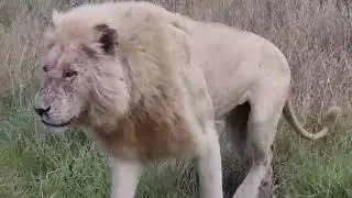 Casper the white lion and brothers disturbed by visitor - Satara, Kruger Park