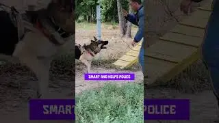 Top 3 Strongest Dogs in the World#dog #pets #shorts