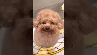 cute paapi 🥰.     #shorts #paapi #pets #happytails
