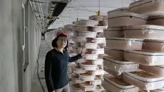 Cordyceps militaris cultivation