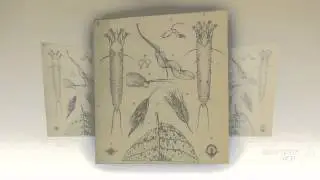 Phaeospora - fungi kingdom