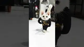 kucing marah marah #funny #kucu #kucing #cat #viral #shorts