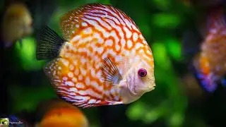 Calming Fish aquarium music🐬| Calming fish with music|Ocean Animals Music & Movement🐬
