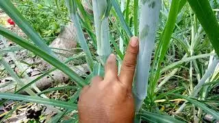 Ciri khas yang mencolok antara zenzibar & rumput packhong