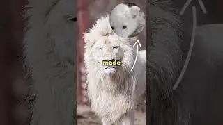Rejected by His Pride&hellip; This White Lion Got a Second Chance🦁❤️