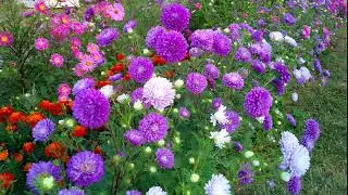 More purple Crego aster flowers