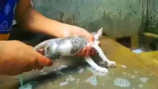 kitten bath video - cute kitten crying at bath time