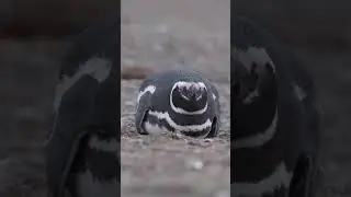 Magellanic penguins Magdalena Island, Tierra del Fuego   roztomil&iacute; Tučň&aacute;ci