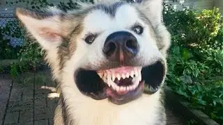 Silly Dogs Compilation 🐶 | Cutest and Funniest Dog Videos #2