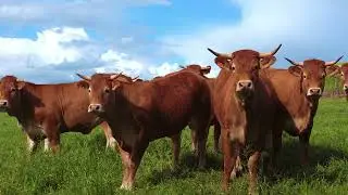 [PointFOOTAGE] Animals - Cattle cow red-white Ayrshire herd watch pasture - FS - 75528