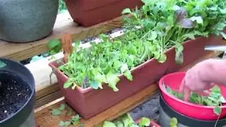 How to Grow & Harvest 'Cut & Come Again' Lettuce & Greens: Containers and Ground