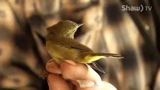 Bird Migration