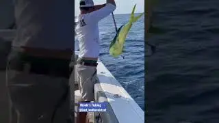 Bull Mahi on a Monday ☀️🎣
