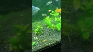 American flag fish taking care of hair algae
