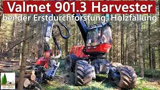 Valmet 901.3 Harvester | Erstdurchforstung im Schwarzwald | Cab-View