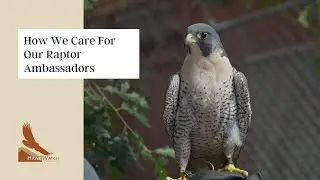 How We Care For Our Raptor Ambassadors