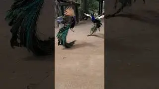 Peacock Faceoff: Rivals Compete to Impress 🦚✨