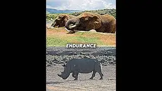 Rhinoceros vs Elephant | #shorts