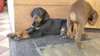 show quality Doberman puppy sold ❤️out