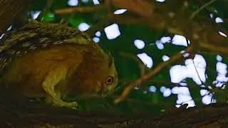 Buffy Fish Owl